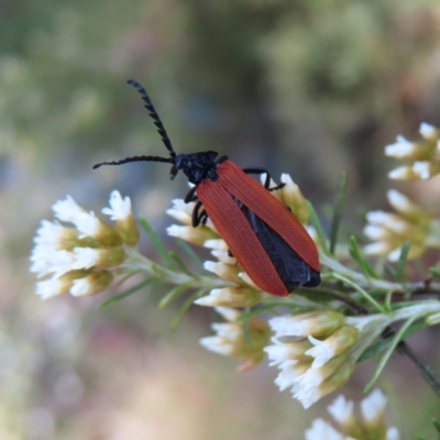 Porrostoma rhipidium (Long-nosed Lycid (Net-winged) beetle) at Namadgi National Park - 11 Dec 2022 by MatthewFrawley
