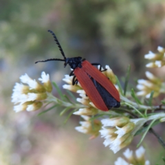 Porrostoma rhipidium (Long-nosed Lycid (Net-winged) beetle) at Cotter River, ACT - 11 Dec 2022 by MatthewFrawley