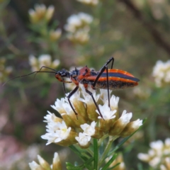 Gminatus australis (Orange assassin bug) at Namadgi National Park - 11 Dec 2022 by MatthewFrawley