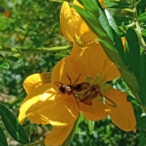 Lasioglossum sp. (genus) at Acton, ACT - 28 Nov 2022