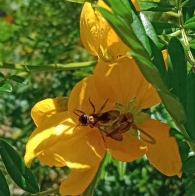 Lasioglossum sp. (genus) (Furrow Bee) at Acton, ACT - 28 Nov 2022 by Miranda