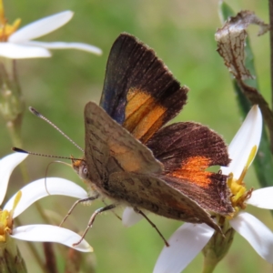 Paralucia aurifera at Cotter River, ACT - 11 Dec 2022 12:22 PM