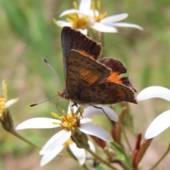 Paralucia aurifera at Cotter River, ACT - 11 Dec 2022 12:22 PM