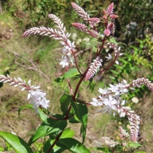 Veronica derwentiana at Cotter River, ACT - 11 Dec 2022