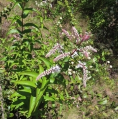 Veronica derwentiana at Cotter River, ACT - 11 Dec 2022