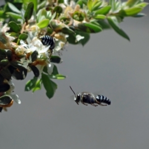 Bembix sp. (genus) at Acton, ACT - 28 Nov 2022