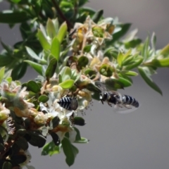 Bembix sp. (genus) at Acton, ACT - 28 Nov 2022