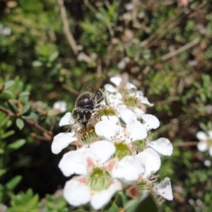 Bembix sp. (genus) at Acton, ACT - 28 Nov 2022