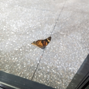 Heteronympha merope at Canberra, ACT - 13 Dec 2022