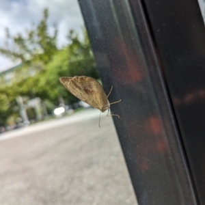 Heteronympha merope at Canberra, ACT - 13 Dec 2022