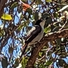 Cracticus torquatus at Forde, ACT - 11 Dec 2022