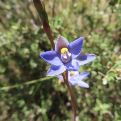 Thelymitra sp. (pauciflora complex) (Sun Orchid) at Cotter River, ACT - 11 Dec 2022 by MatthewFrawley