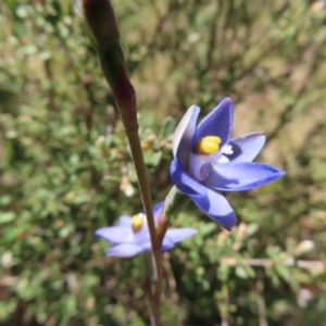 Thelymitra sp. (pauciflora complex) at Cotter River, ACT - 11 Dec 2022