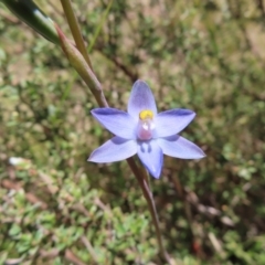 Thelymitra sp. (pauciflora complex) at Cotter River, ACT - 11 Dec 2022