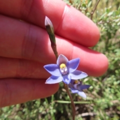 Thelymitra sp. (pauciflora complex) at Cotter River, ACT - 11 Dec 2022