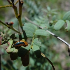 Calomela bartoni (Acacia Leaf Beetle) at Stromlo, ACT - 1 Oct 2022 by Miranda