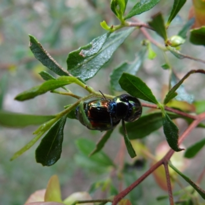 Callidemum hypochalceum (Hop-bush leaf beetle) at Stromlo, ACT - 1 Oct 2022 by Miranda