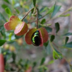 Callidemum hypochalceum at Stromlo, ACT - 1 Oct 2022