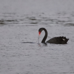 Cygnus atratus (Black Swan) at Belconnen, ACT - 13 Dec 2022 by JimL
