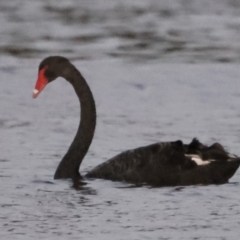 Cygnus atratus at Belconnen, ACT - 13 Dec 2022