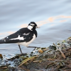 Grallina cyanoleuca (Magpie-lark) at Lake Ginninderra - 13 Dec 2022 by JimL