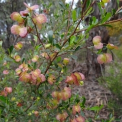 Dodonaea viscosa subsp. cuneata (Wedge-leaved Hop Bush) at Stromlo, ACT - 1 Oct 2022 by Miranda