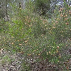 Dodonaea viscosa subsp. cuneata at Stromlo, ACT - 1 Oct 2022 12:05 PM