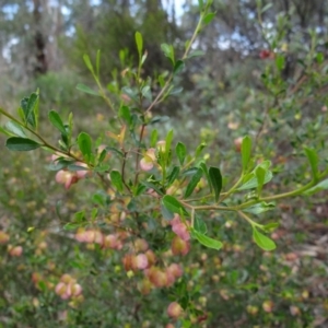Dodonaea viscosa subsp. cuneata at Stromlo, ACT - 1 Oct 2022
