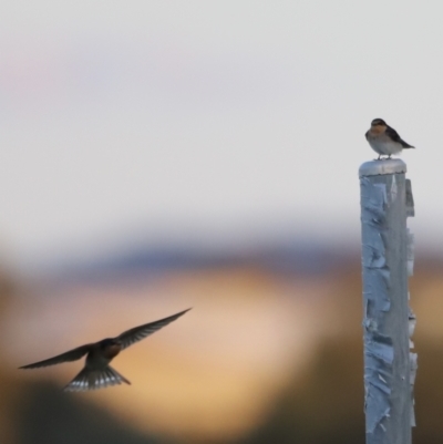 Hirundo neoxena (Welcome Swallow) at Lake Ginninderra - 13 Dec 2022 by JimL