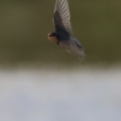 Hirundo neoxena at Belconnen, ACT - 13 Dec 2022