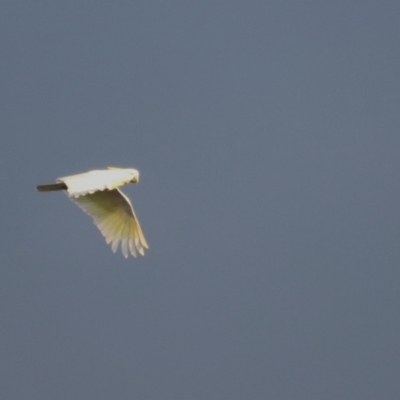 Cacatua galerita (Sulphur-crested Cockatoo) at Belconnen, ACT - 13 Dec 2022 by JimL