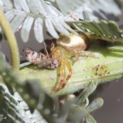 Australomisidia pilula (Lozenge-shaped Flower Spider) at Melba, ACT - 28 Nov 2022 by naturedude