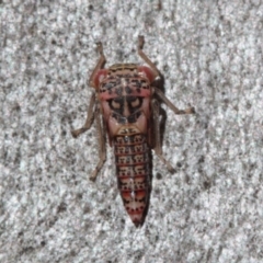 Cicadellidae (family) (Unidentified leafhopper) at Melba, ACT - 28 Nov 2022 by naturedude