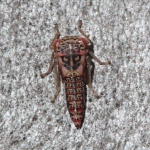 Cicadellidae (family) at Melba, ACT - 28 Nov 2022 05:58 PM