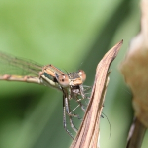 Austrolestes analis at Melba, ACT - 8 Dec 2022 03:03 PM