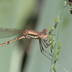 Austrolestes analis at Melba, ACT - 8 Dec 2022