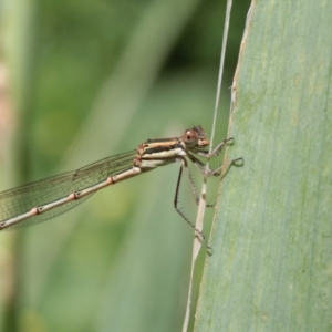 Austrolestes analis at Melba, ACT - 8 Dec 2022