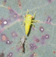 Eurymelinae (subfamily) (Unidentified eurymeline leafhopper) at Melba, ACT - 13 Dec 2022 by naturedude