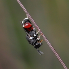 Unverified Wasp (Hymenoptera, Apocrita) by TimL