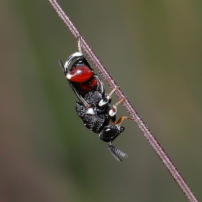 Unidentified Wasp (Hymenoptera, Apocrita) at Wellington Point, QLD - 26 Nov 2022 by TimL
