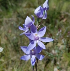 Thelymitra megcalyptra (Swollen Sun Orchid) at Cotter River, ACT - 11 Dec 2022 by MatthewFrawley
