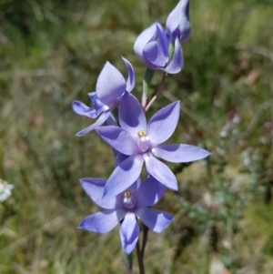 Thelymitra megcalyptra at Cotter River, ACT - suppressed