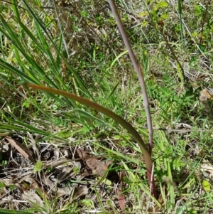 Thelymitra megcalyptra at Cotter River, ACT - suppressed