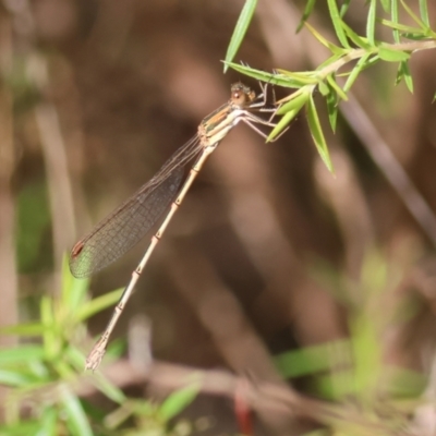 Austrolestes analis (Slender Ringtail) at Yackandandah, VIC - 11 Dec 2022 by KylieWaldon