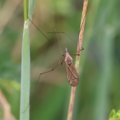 Unidentified Crane fly, midge, mosquito & gnat (several families) at Yackandandah, VIC - 10 Dec 2022 by KylieWaldon