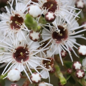 Kunzea ericoides at Yackandandah, VIC - 11 Dec 2022