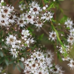 Kunzea ericoides at Yackandandah, VIC - 11 Dec 2022