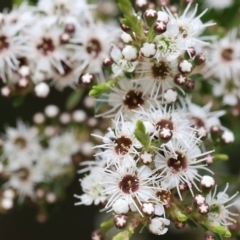 Kunzea ericoides at Yackandandah, VIC - 11 Dec 2022