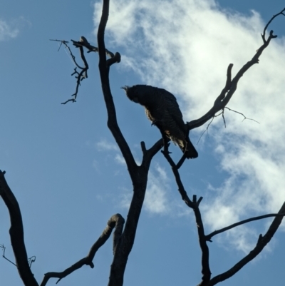 Callocephalon fimbriatum (Gang-gang Cockatoo) at Phillip, ACT - 14 Dec 2022 by stofbrew