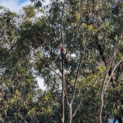 Callocephalon fimbriatum at Phillip, ACT - suppressed